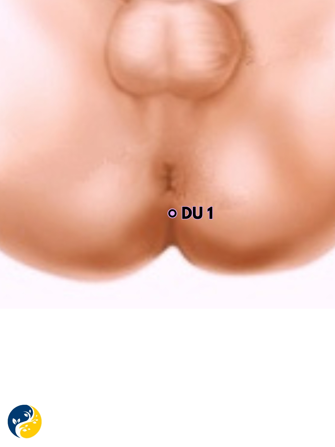 DU1 acupuncture point