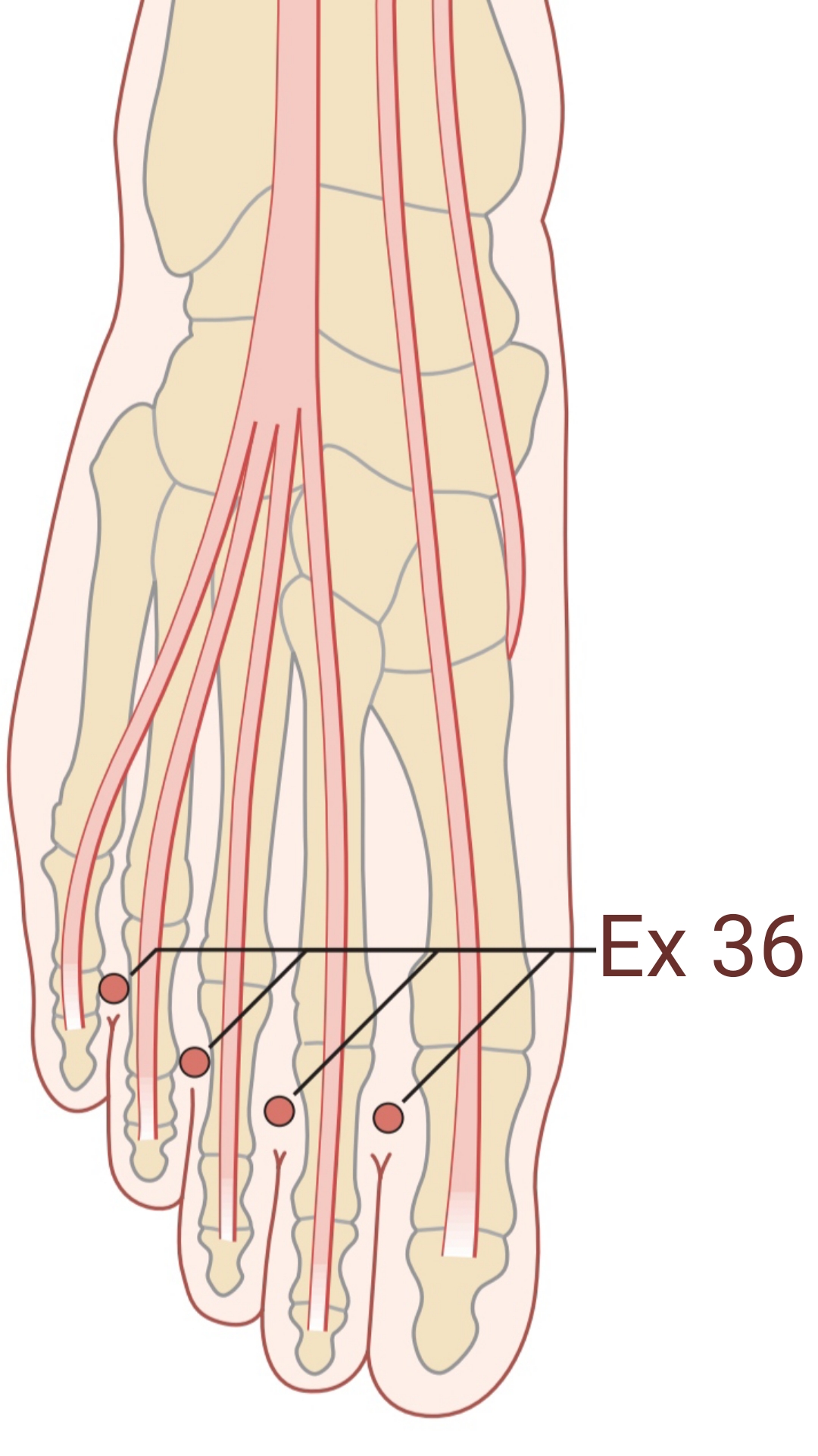 EX36