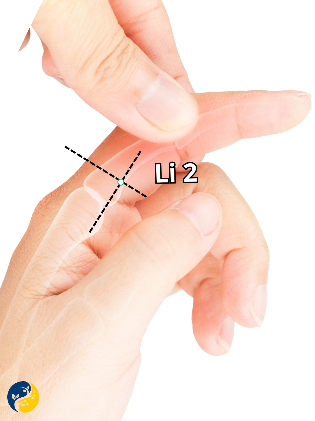 LI2 acupuncture point