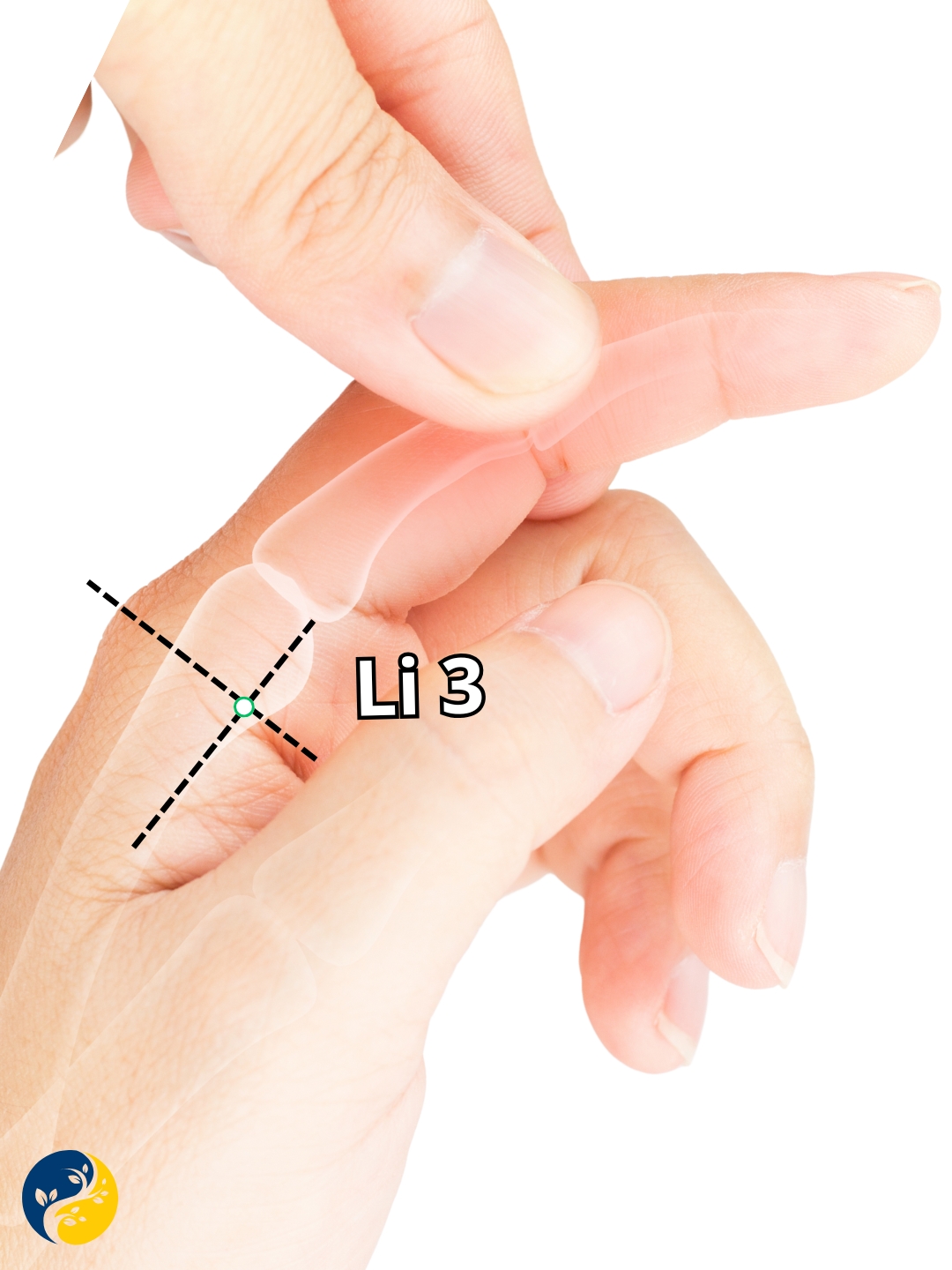 LI3 acupuncture point