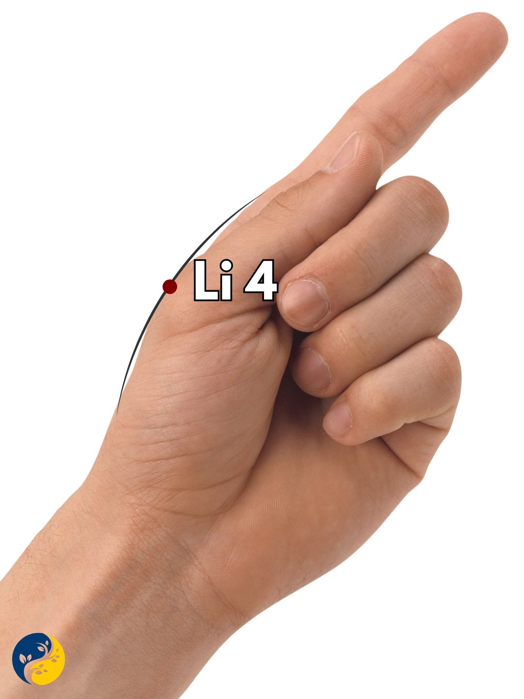 LI4 acupuncture point