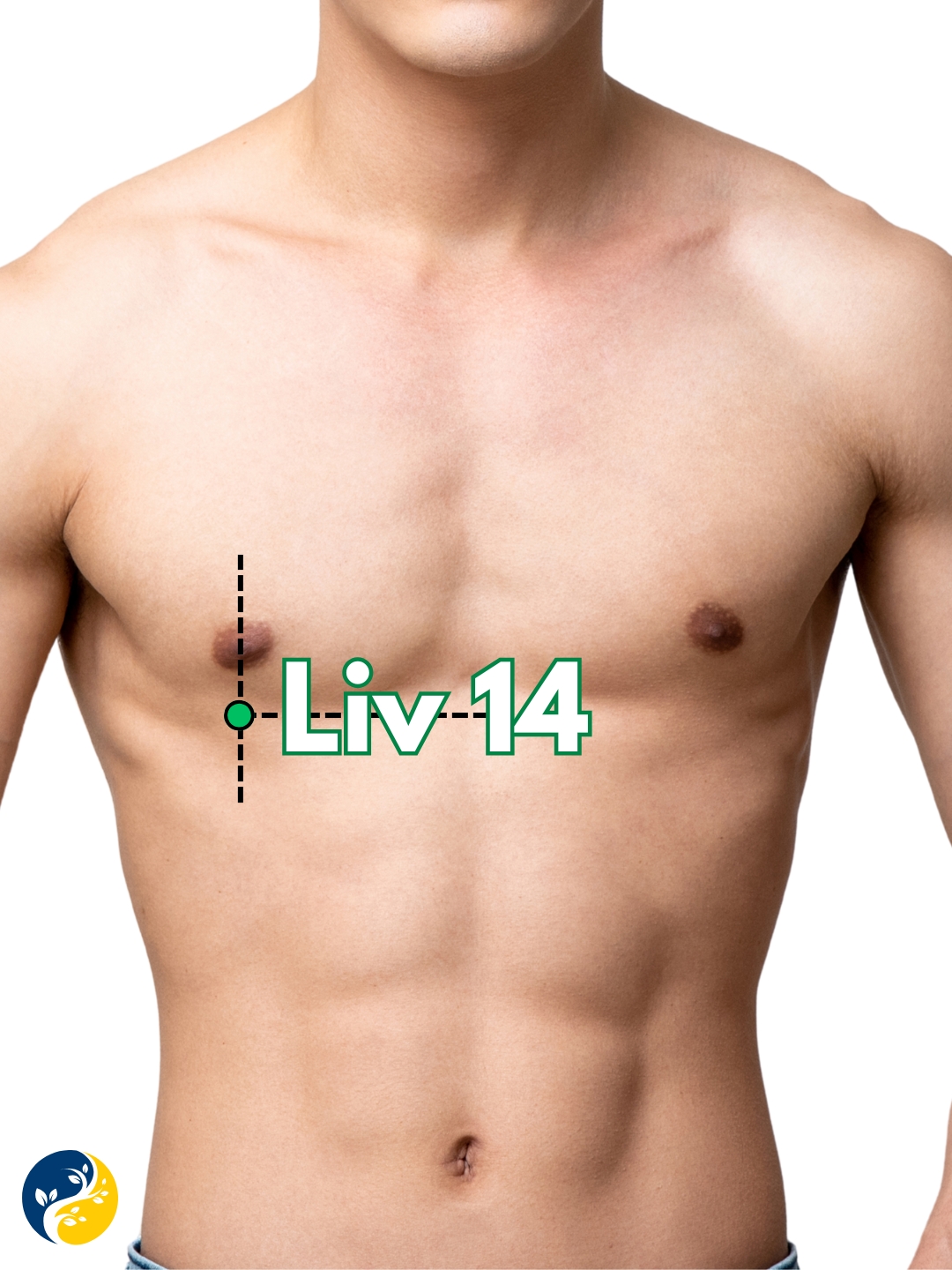 LIV14 acupuncture point