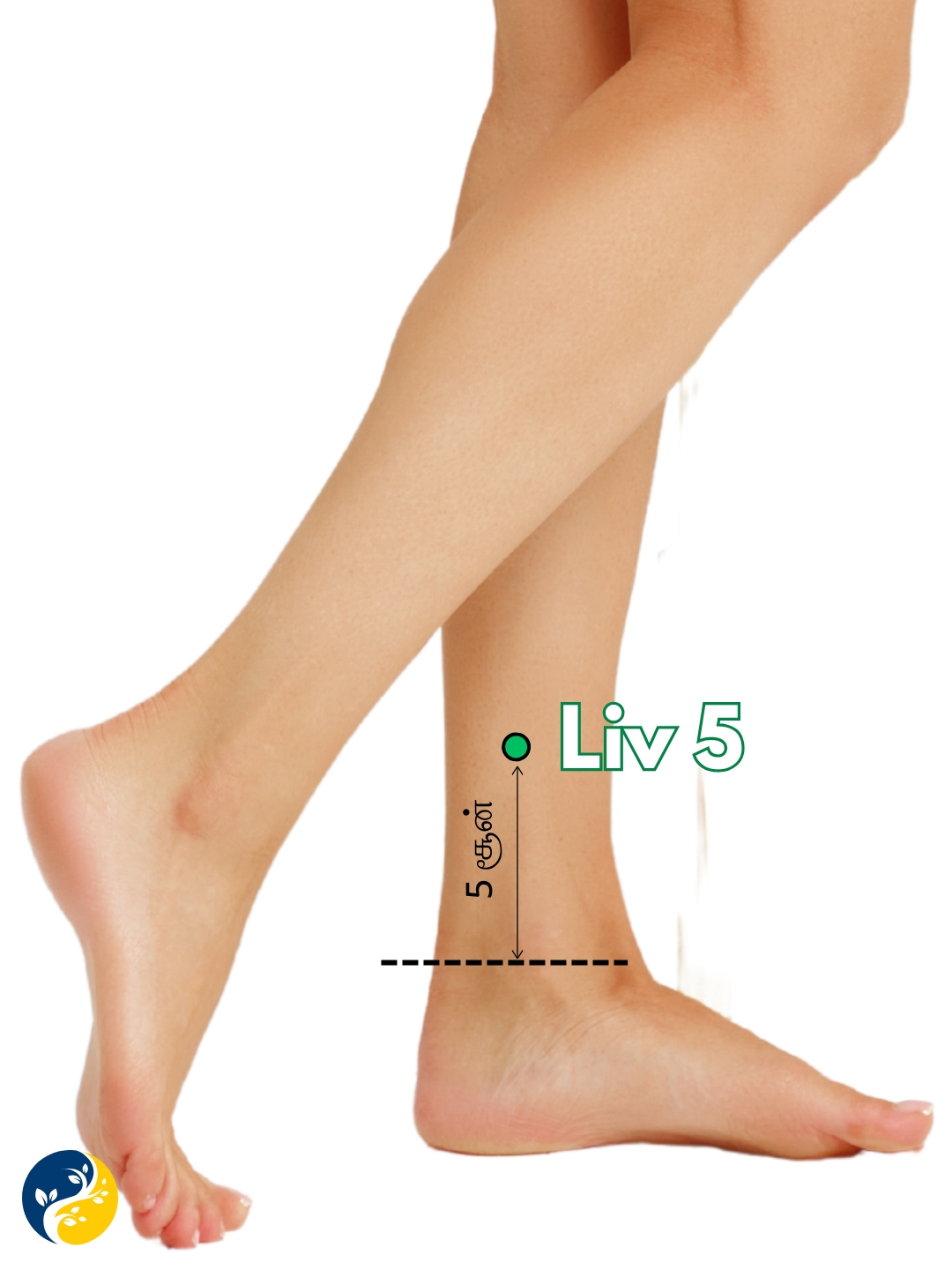 LIV5 acupuncture point