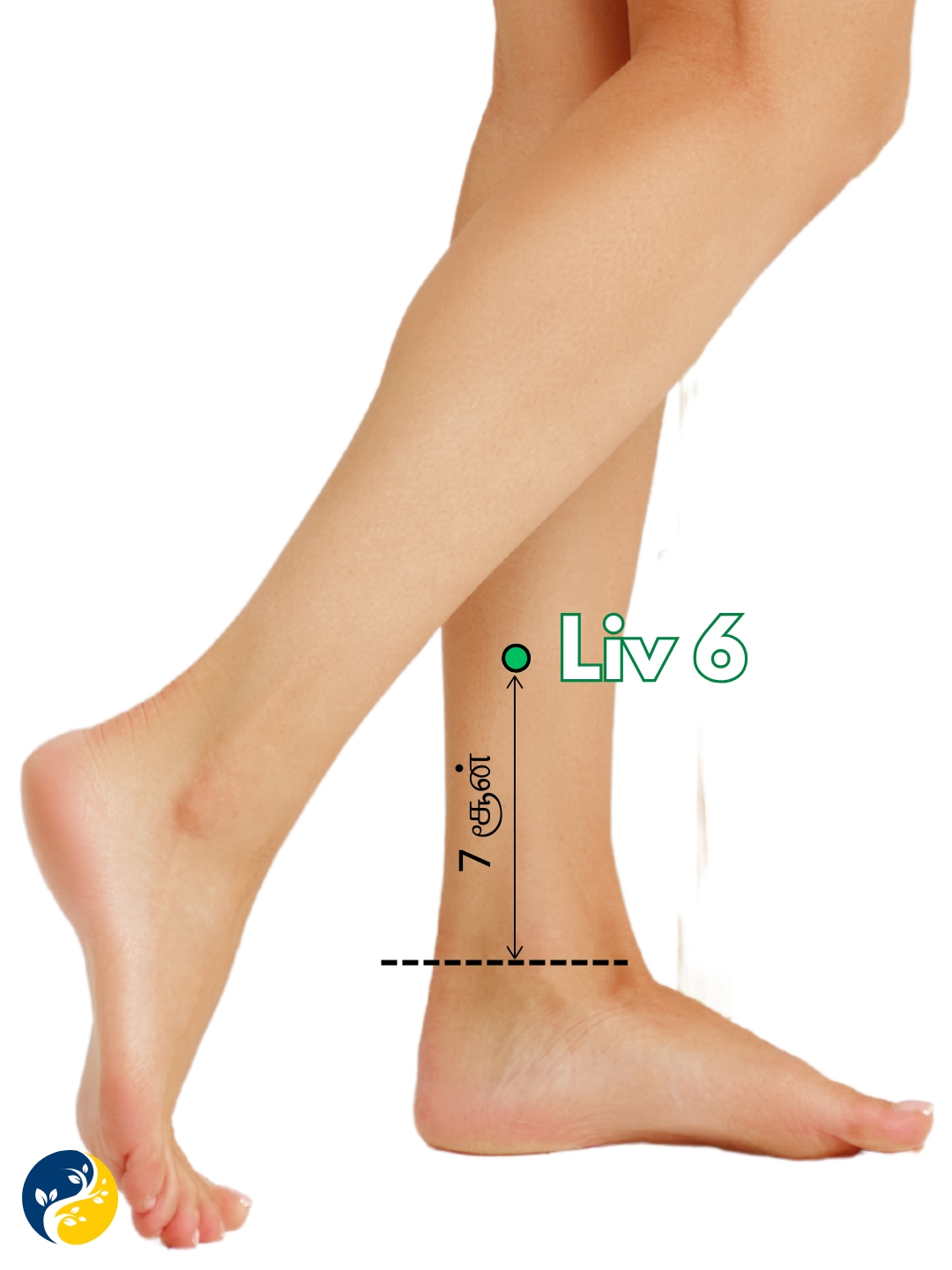 LIV6 acupuncture point