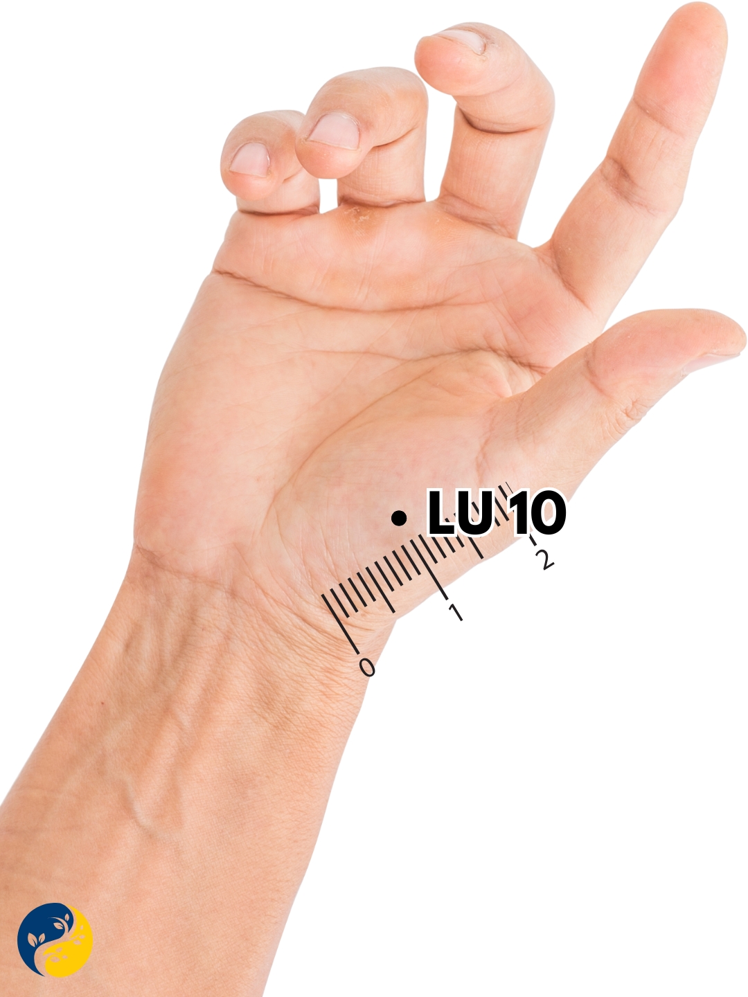 LU10 acupuncture point