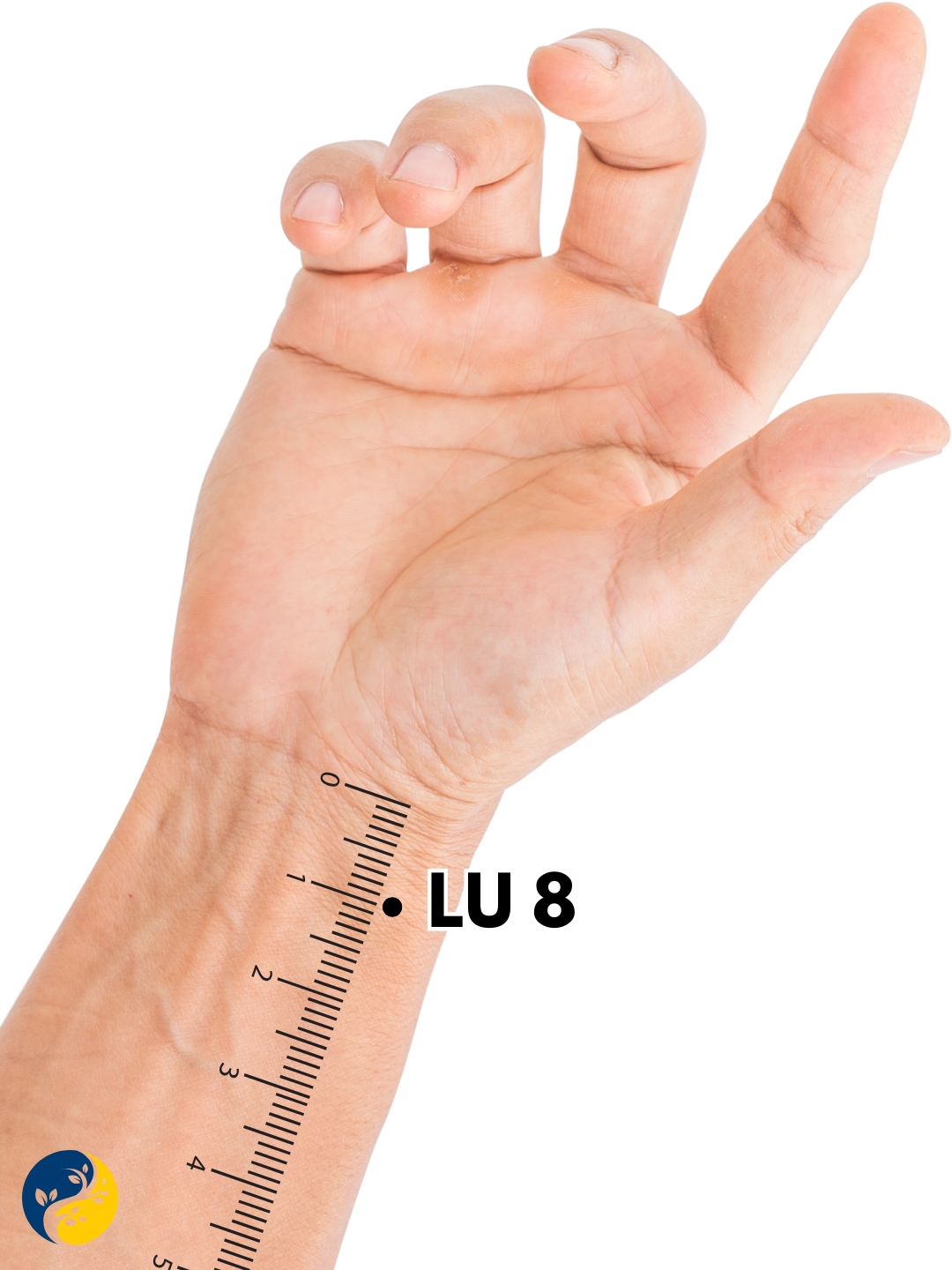 LU8 acupuncture point