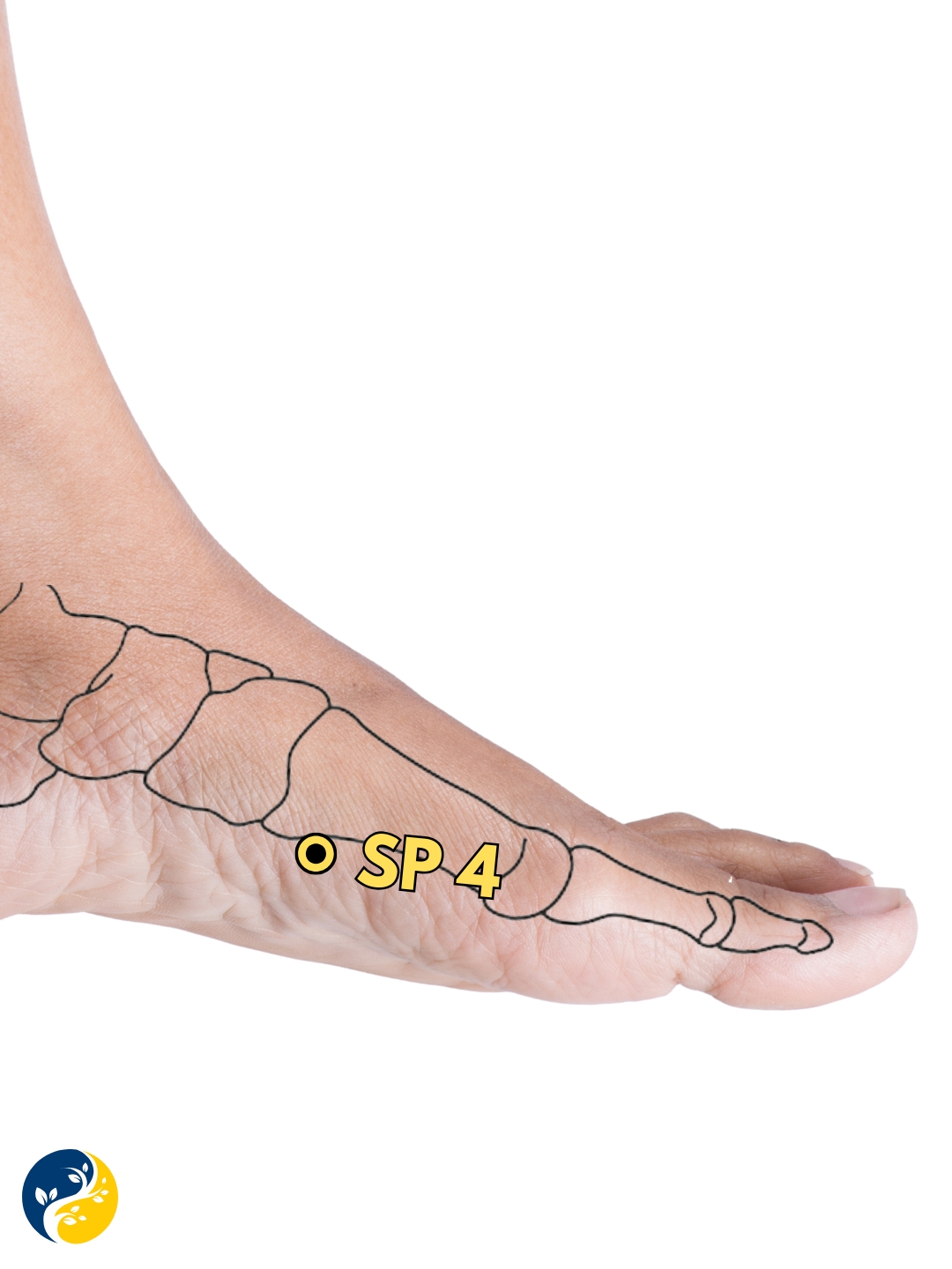 SP4 acupuncture point