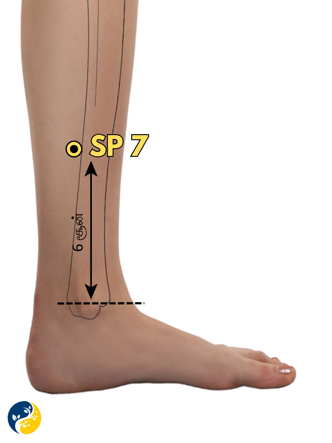 SP7