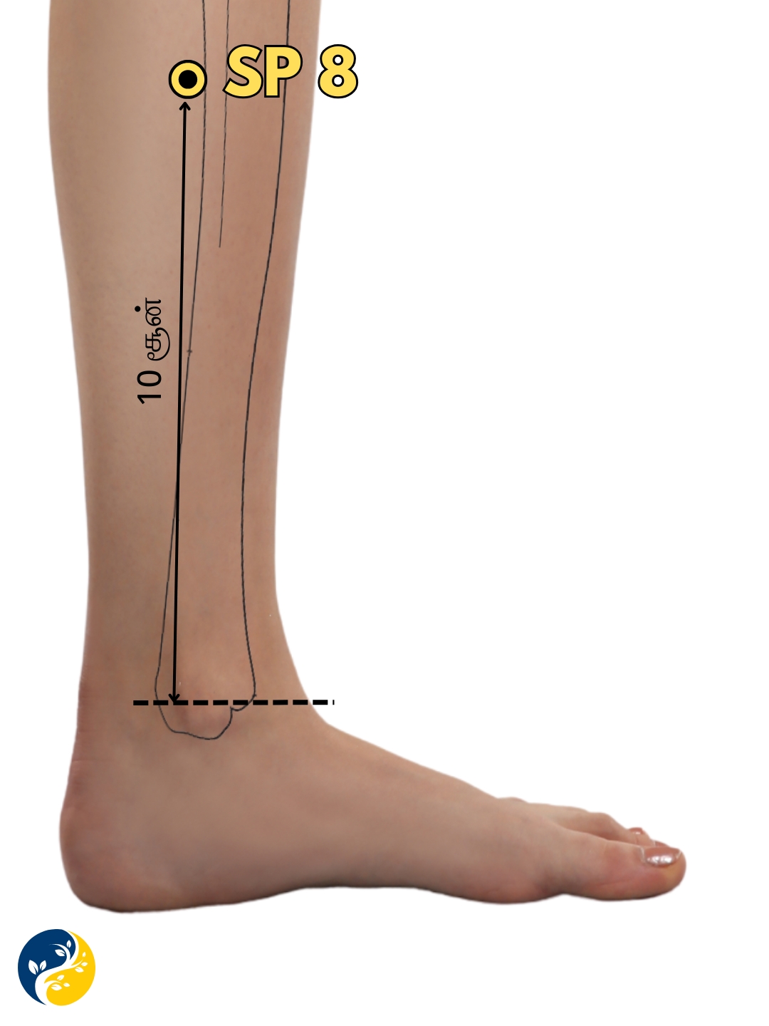 SP8 acupuncture point