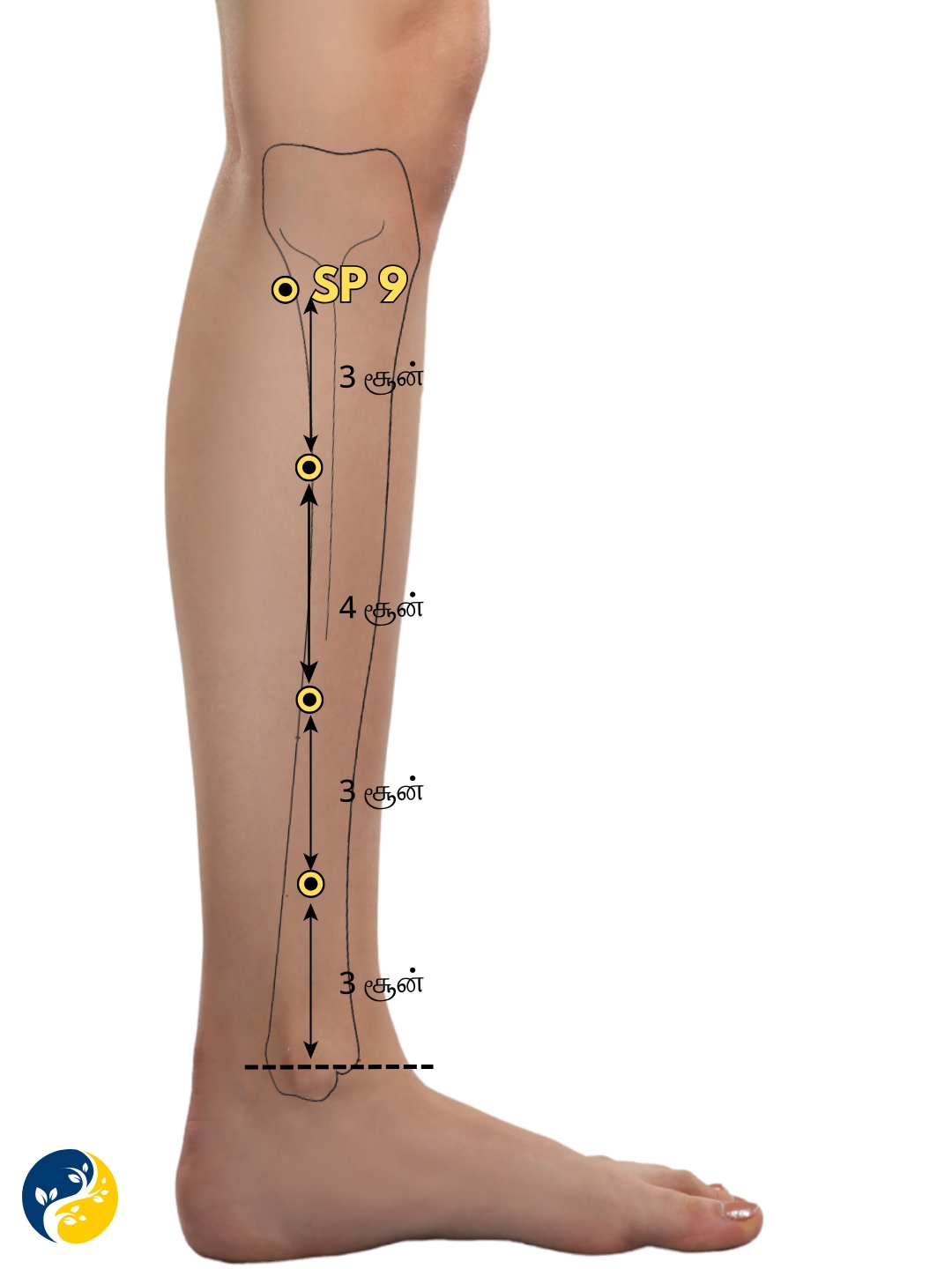 SP9 acupuncture point