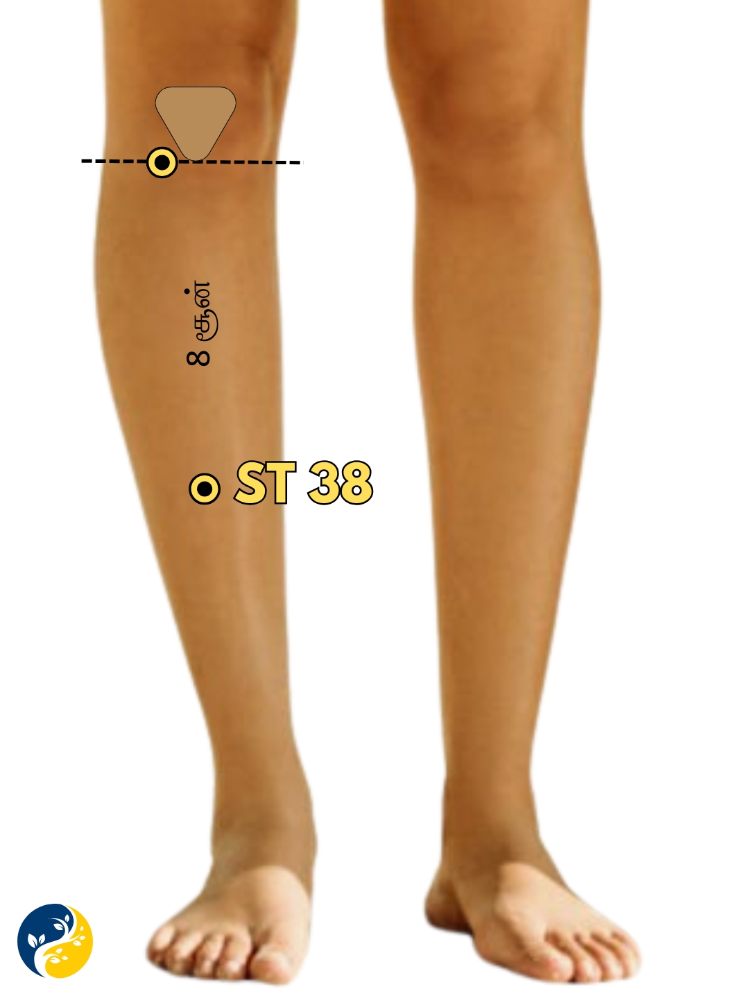 ST38 acupuncture point