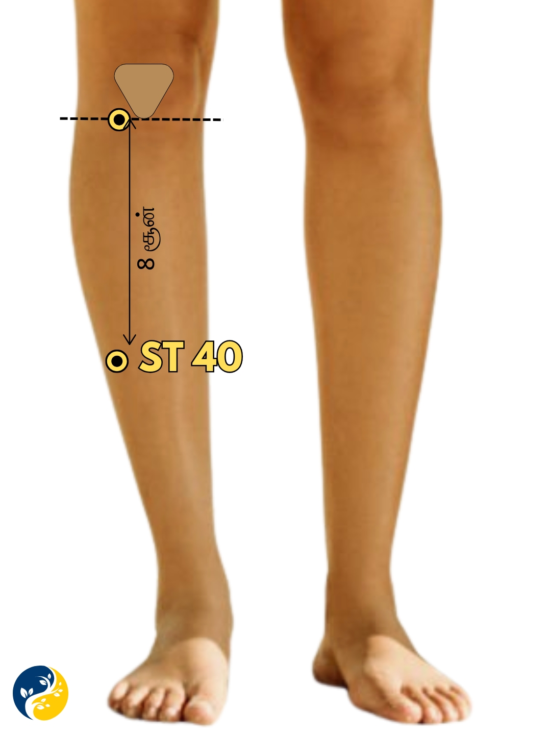 ST40 acupuncture point