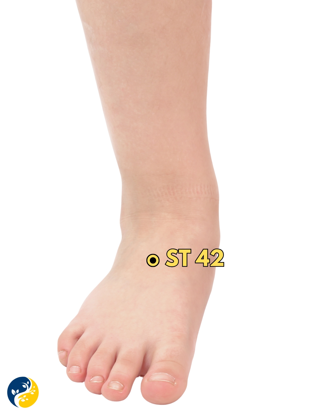 ST42 acupuncture point