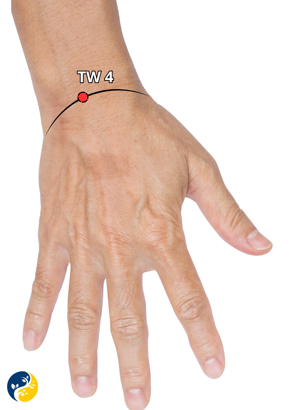 TW4 acupuncture point