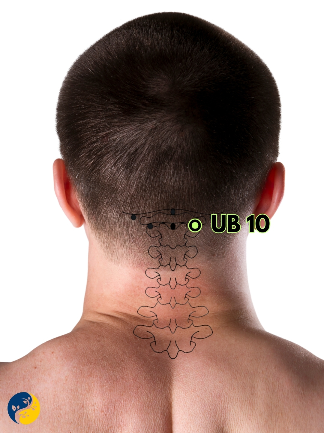 UB10 acupuncture point