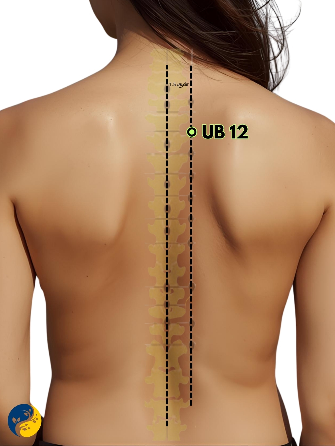 UB12 acupuncture point