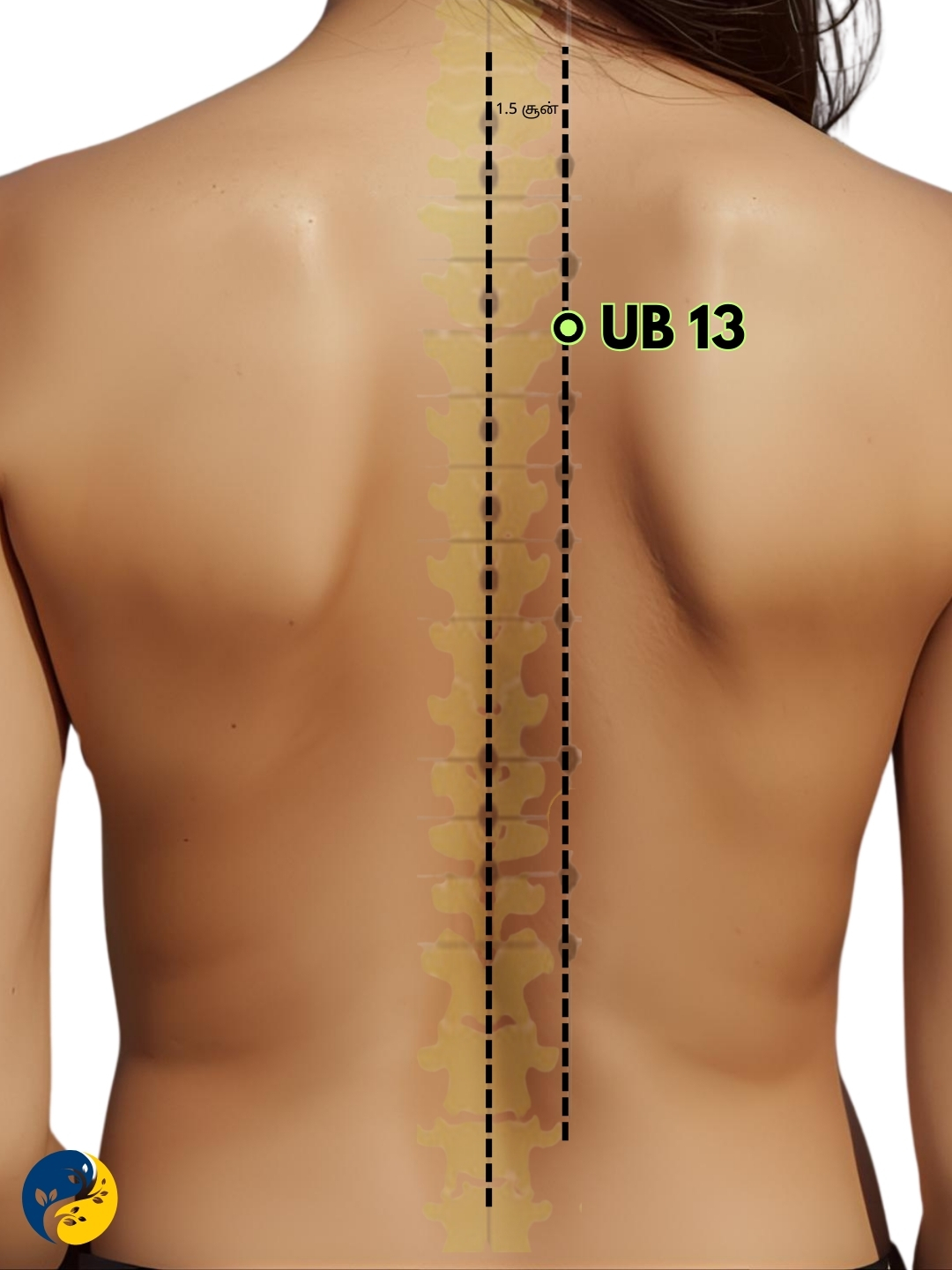 UB13 acupuncture point