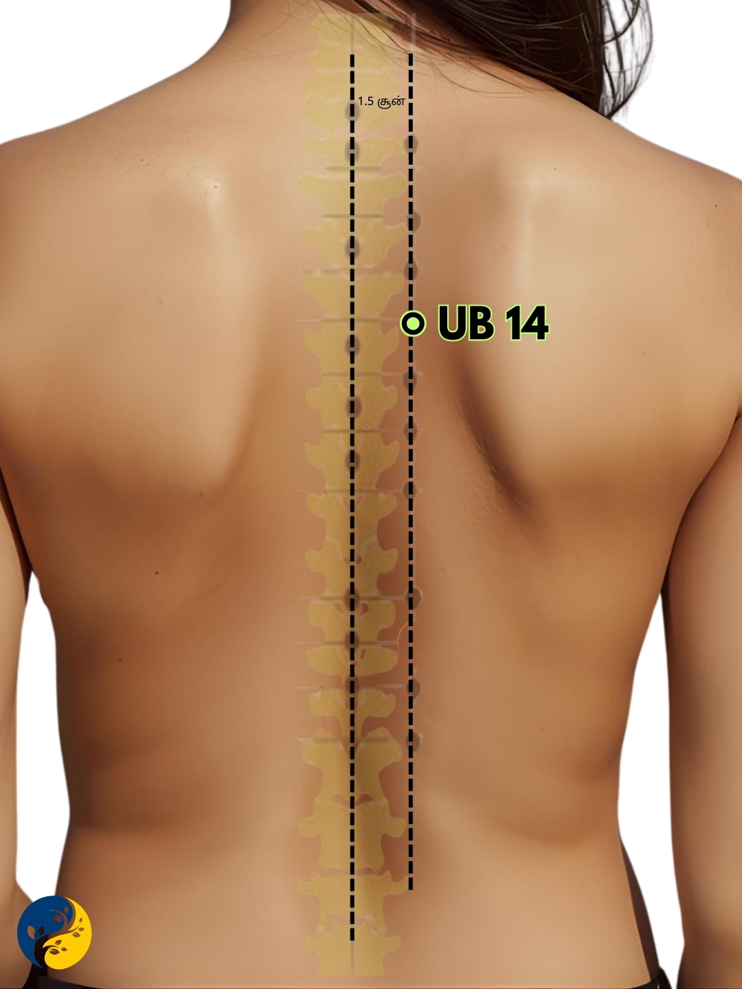 UB14 acupuncture point