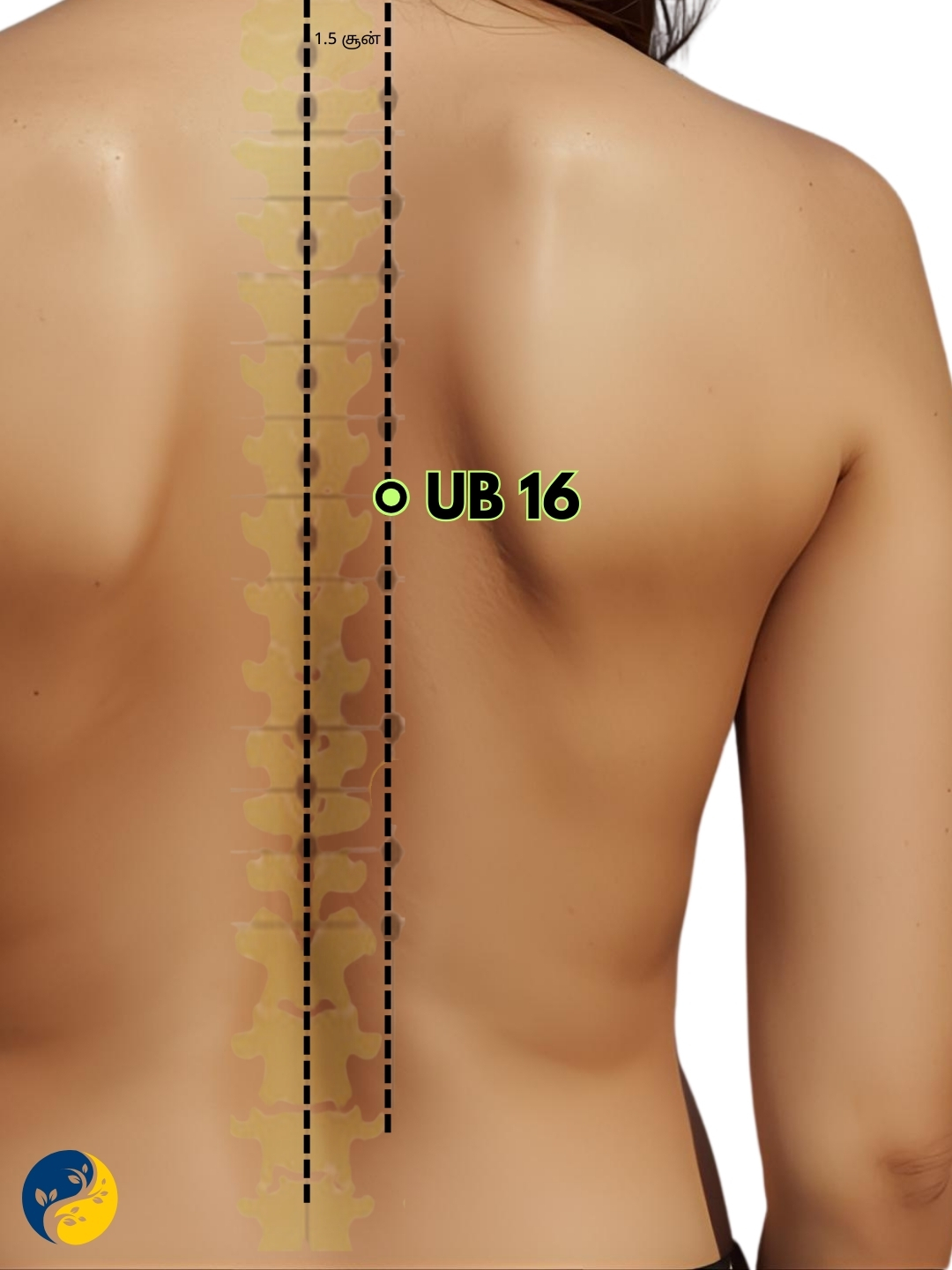 UB16 acupuncture point