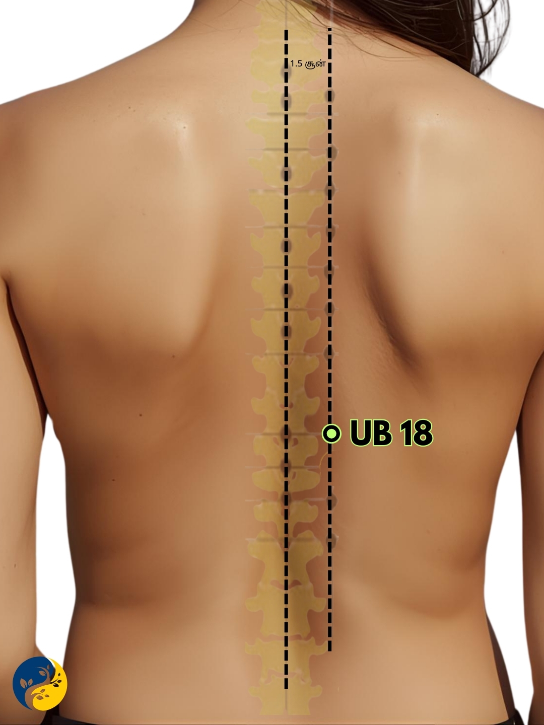 UB18 acupuncture point