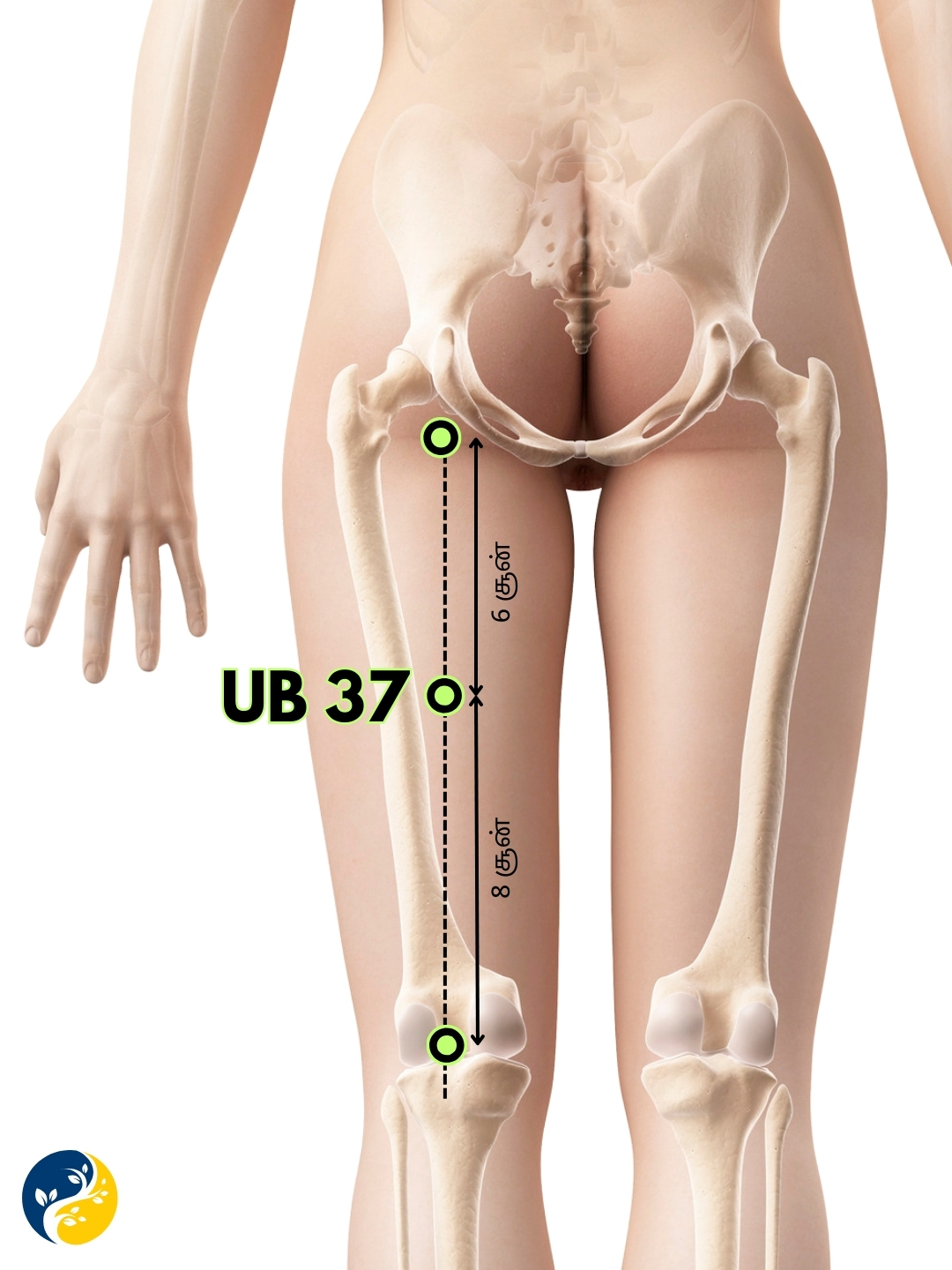 UB37 acupuncture point