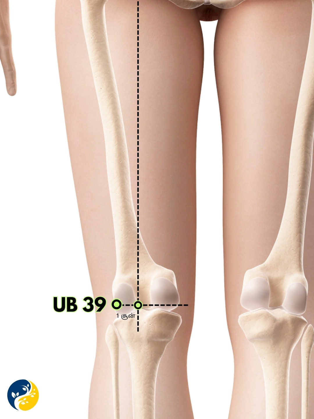 UB39 acupuncture point