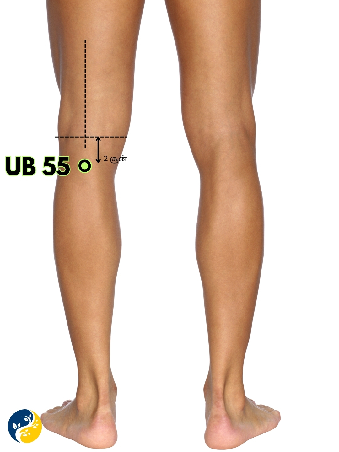 UB55 acupuncture point